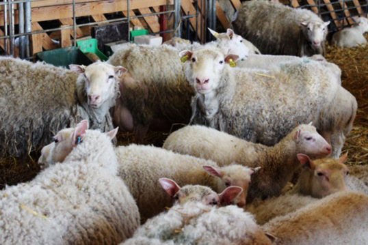 Kuva: Satu Raussi 1_lammastalous kasvaa_satu