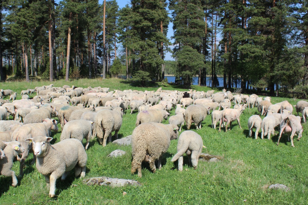 Kuva: Satu Raussi 1_luonnossa