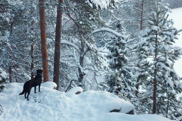 koira luonnossa; musta koira talvisessa metsässä