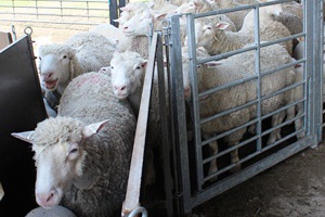 lampaan hyvinvointi edellyttää muiden lampaiden seuraa myös silloin, kun lammas on käsiteltävänä