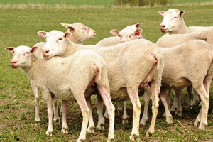Luonnossa lammas viihtyy laumassa, jossa on vähintään neljä lammasta.