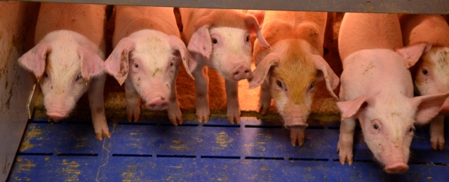 Karjuporsaiden kirurginen kastraatio on askel taaksepäin eläinten hyvinvoinnissa; kuvassa possuja