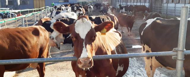 EU:n maatalousministerit vierailulla suomalaisella maitotilalla