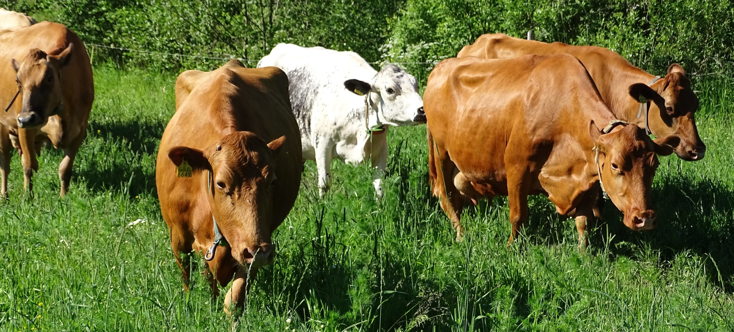 zoonoosit uhkaavat sekä ihmistä että eläintä; lehmiä laitumella
