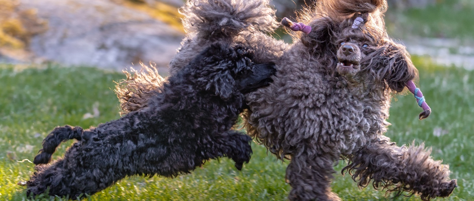 koirien aggressiivisuus on monen tekjjän summa / kuvassa villakoiria leikkimässä