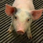 porsaiden kirurginen kastraatio; kuvassa pikkupossu