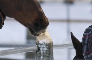 Hevosen hyvinvointi -Hevonen ilmentää stereotyyppistä käyttäytymistä imemällä ilmaa hampaat vasten puutolppaa.