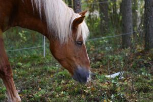 Hevosen hyvinvointi -Hevonen tutkii maata ja etsii ruokaa kangasmaastossa.