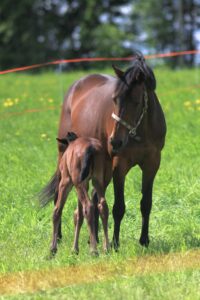Hevosen hyvinvointi- Hevosemä imettää varsaa kesälaitumella.