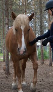 Hevonen seura- ja harraste-eläimenä -Hevosen koulutuksessa käytettävän fyysisen paineen tulee olla kevyttä. 