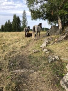 Hevosen hyvinvointi -Hevosryhmä lepää laitumella, kaksi hevosta seisten ja yksi maaten.