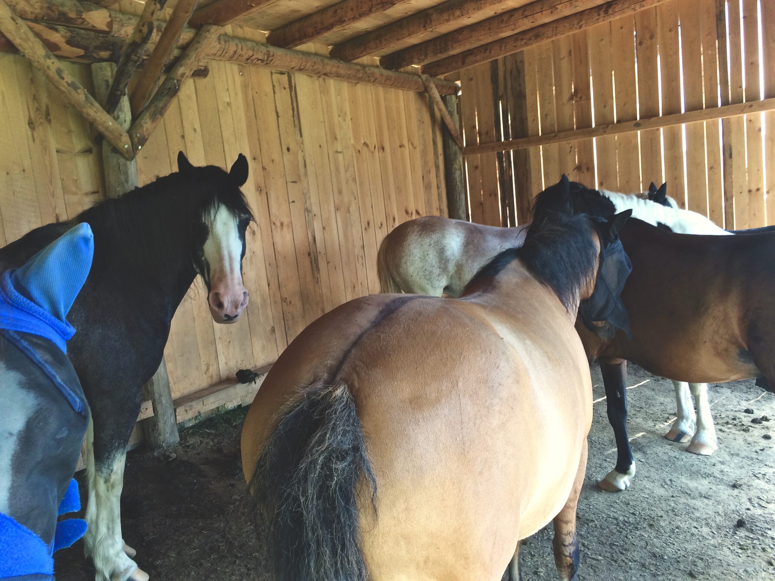 Hevosen hyvinvointi Eläintieto.fi