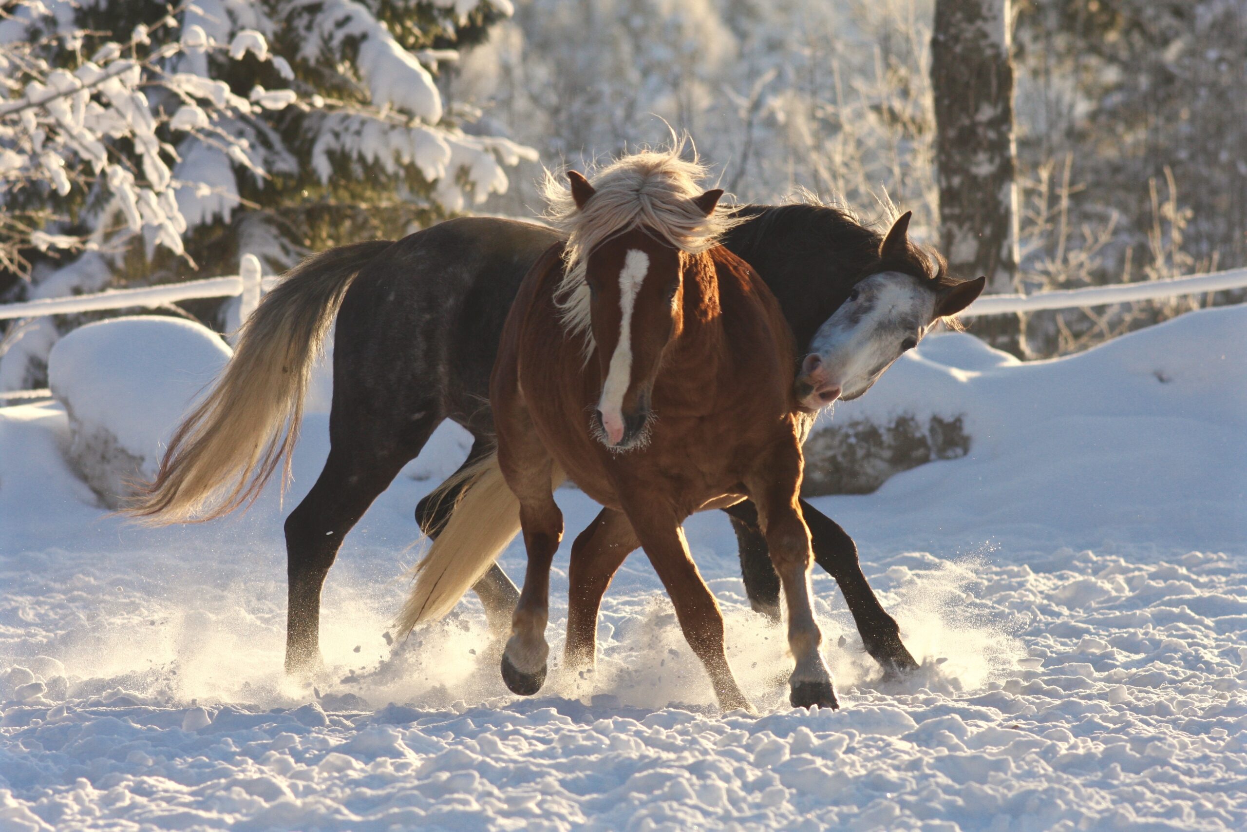 Hevosen hyvinvointi- Kaksi oria leikkii ulkoaitauksessa.