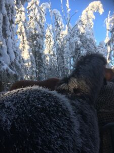 Hevosen hyvinvointi -Hevosen paksutalvikarva eristää kovalla pakkasella. 