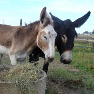 aasi on erillinen lajinsa, ei pienikokoinen hevonen