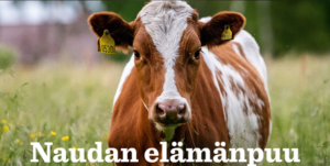 valintoja eläinten hyvinvoinnin puolesta - Naudan elämänpuu -hyvinvointilaskuri