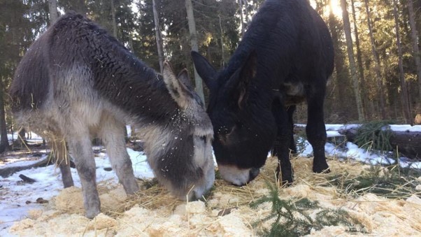 aasin hyvinvointi edellyttää osaavaan hoitajaa