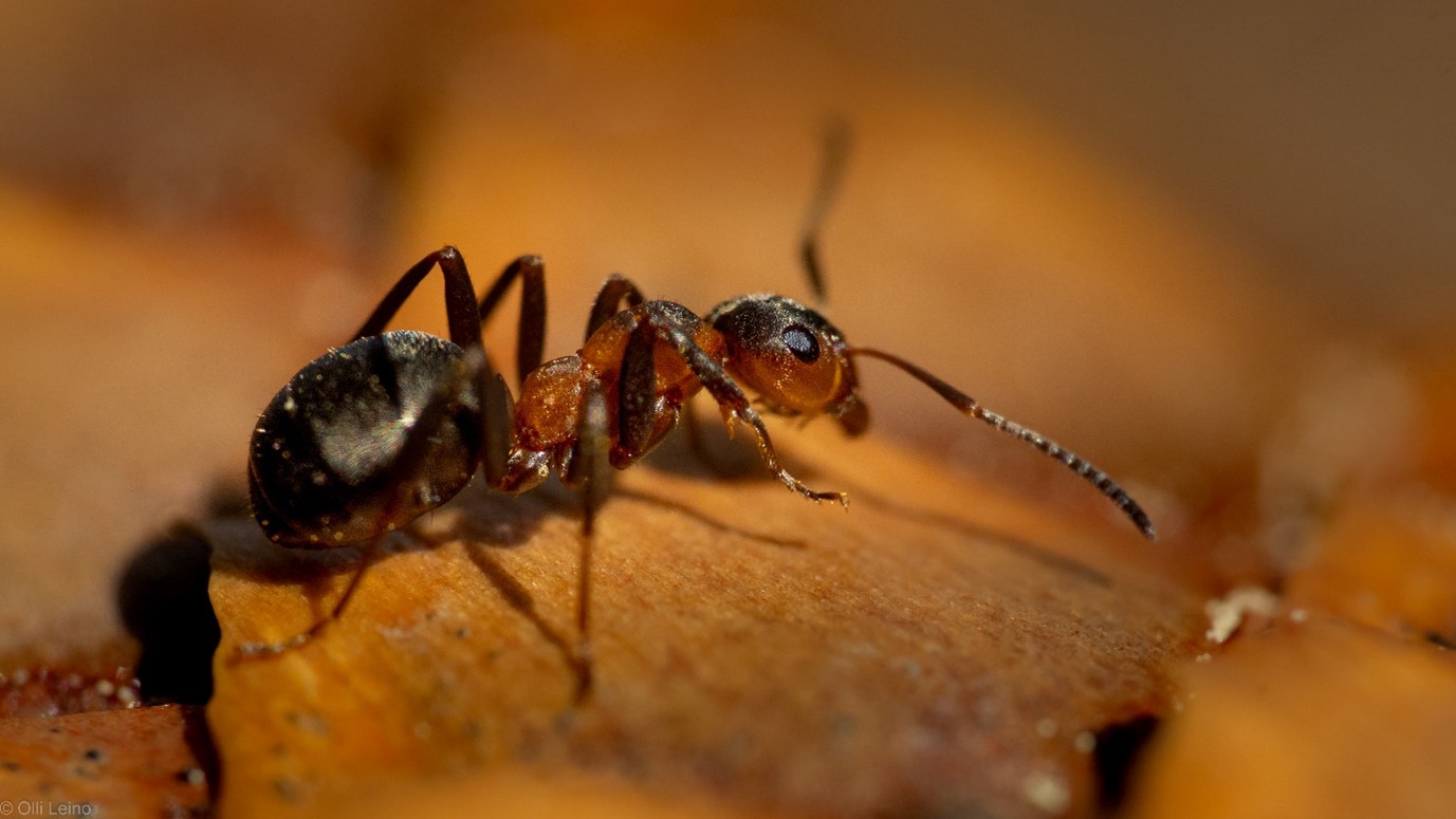 eläinten tietoisuus: kuvassa muurahainen