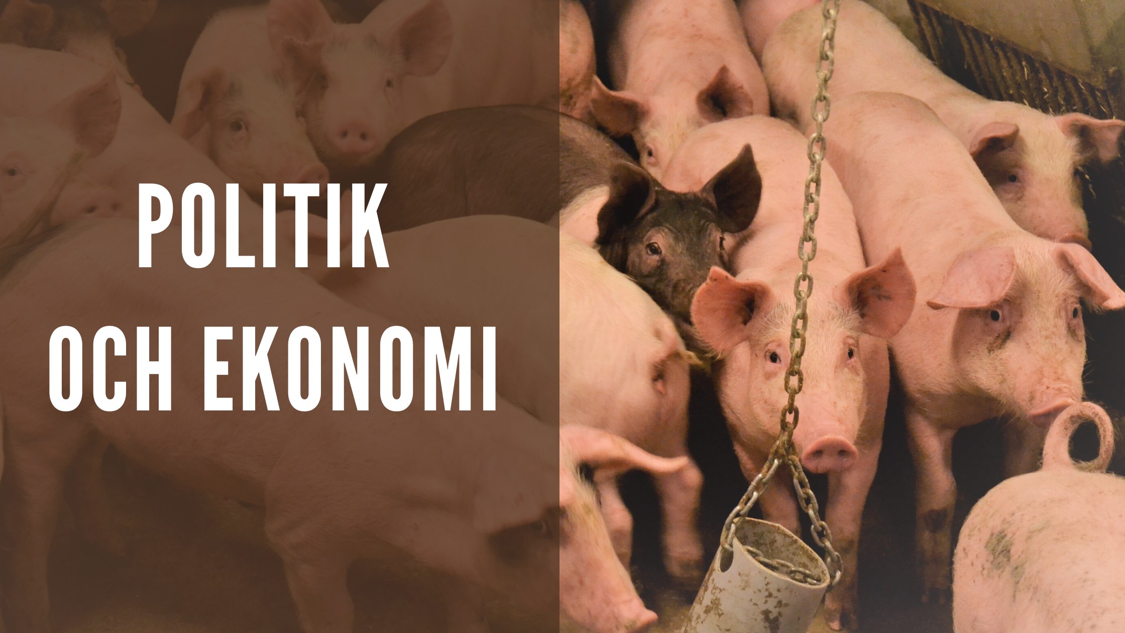 Rubrikfoto. Grisar i grishus. Text: Politik och ekonomi.