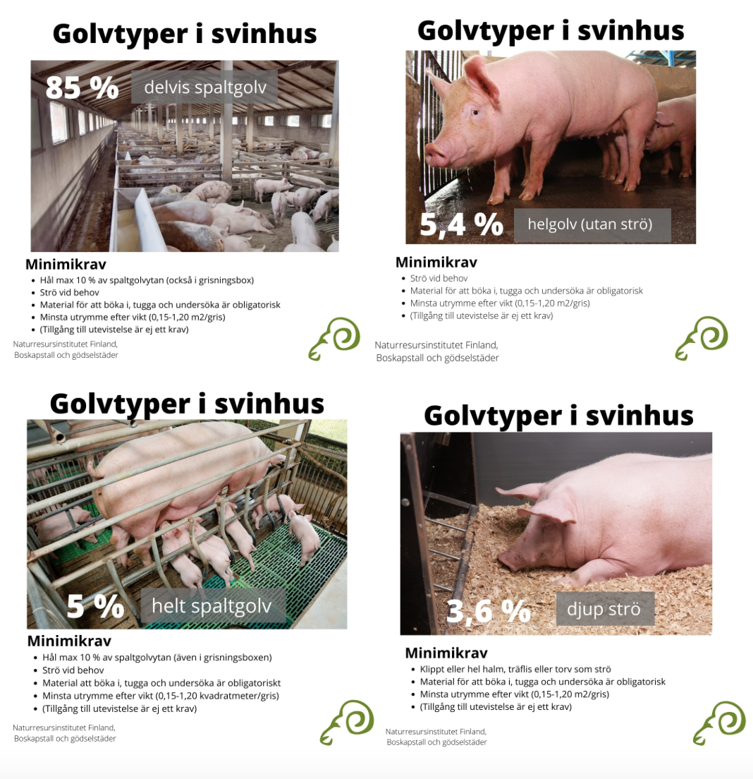 Infografer om de vanligaste golvtyper i grisstallar. 85 % delvis spaltgolv, 5,4 % helgolv utan strö, 5 % helt spaltgolv, och 3,4 % djup strö. 