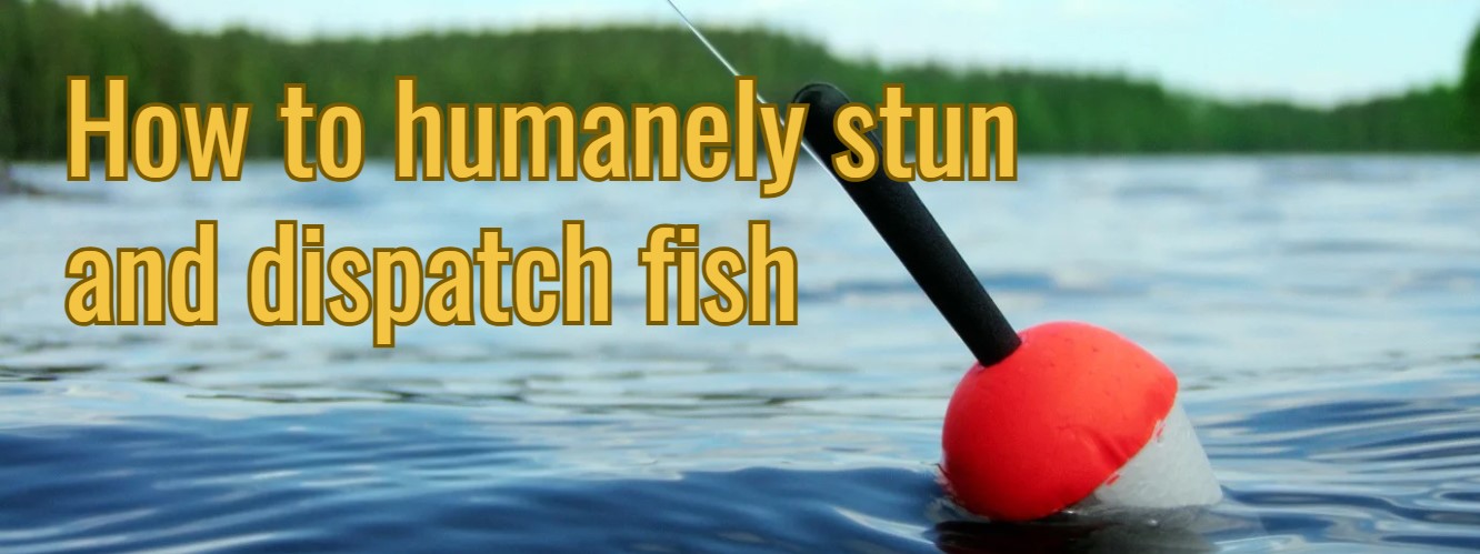 stun and dispatch fish humanely