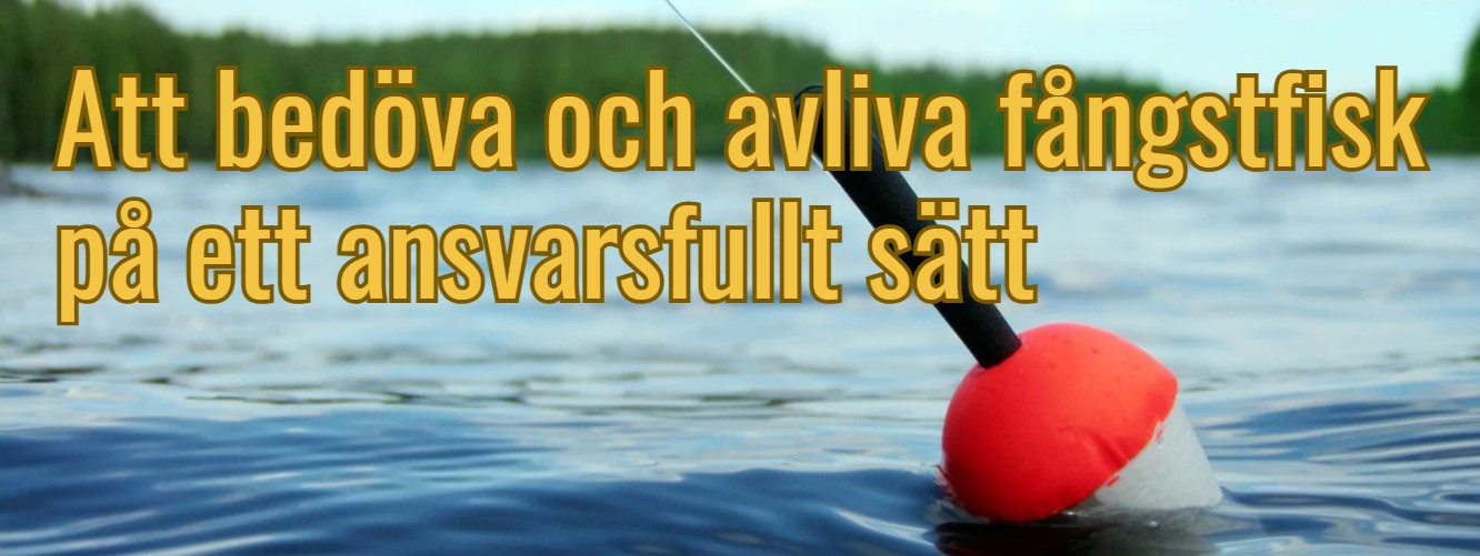 Hantera fångad fisk på rätt sätt