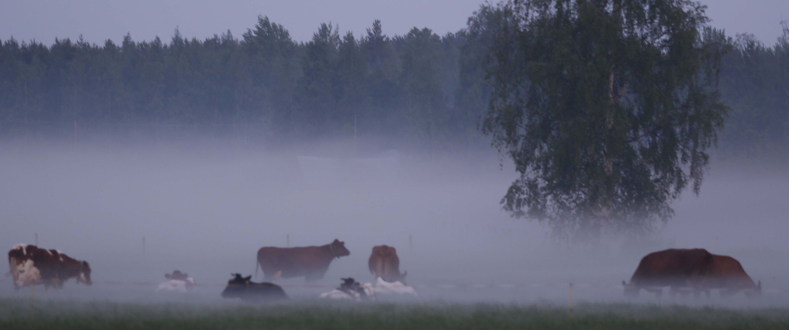 eläinten hyvinvointilaki on lisännyt mm. lehmien ulkoilua. Kuvassa nautoja