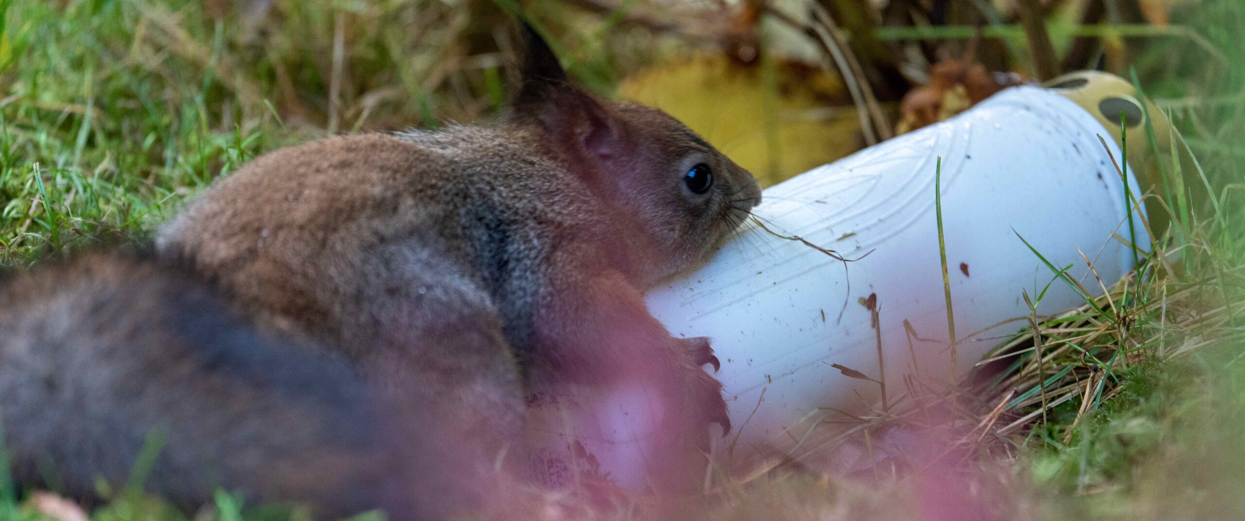 luontokuva voi paljastaa ihmisen vaikutuksen luonnoneläimiin; kuvassa orava