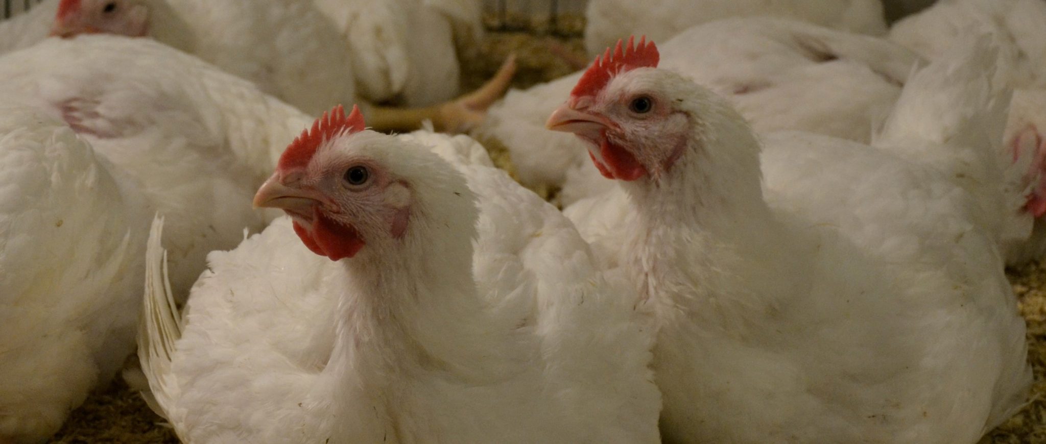 LAPS on uusi menetelmä broilerien tainnutukseen; kuvassa broilereita