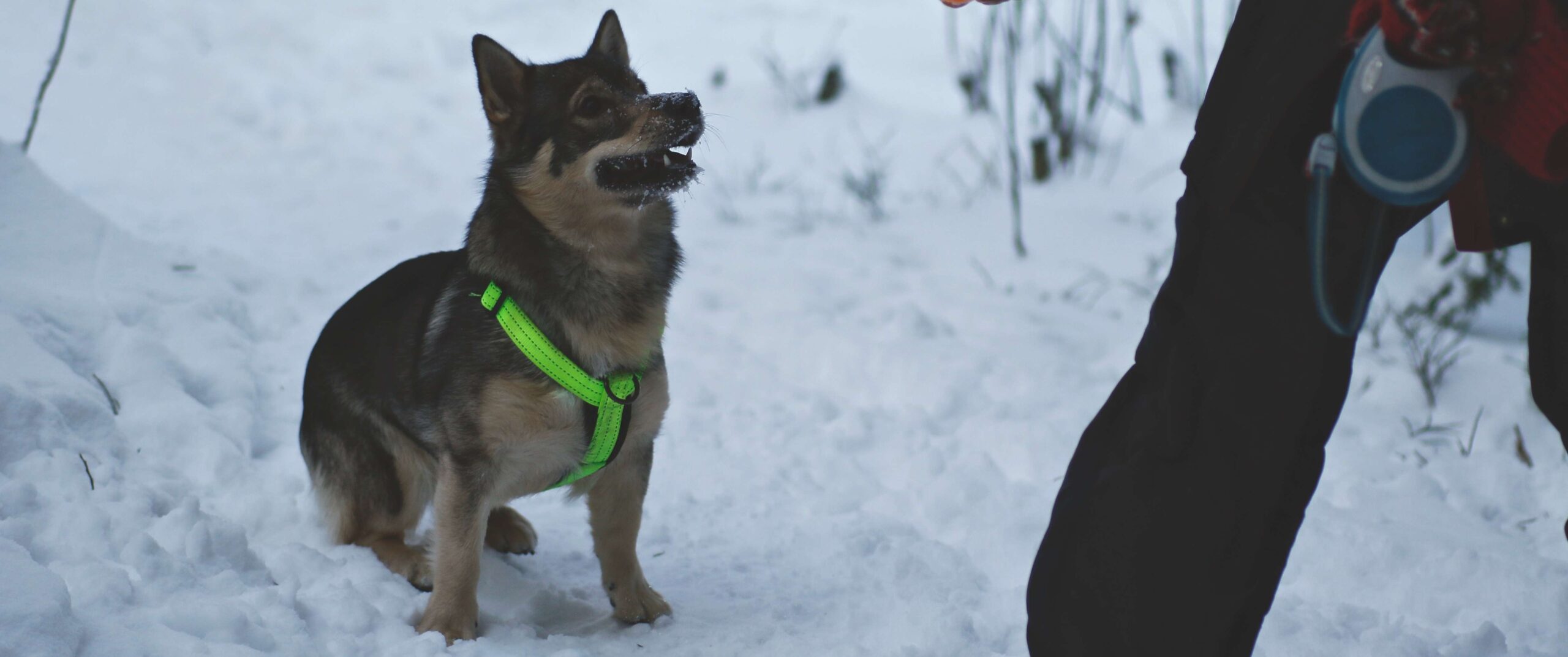 lyhytkuonoisuus ja matalaraajaisuus koiran jalostuksessa; kuvassa koira lumihangella