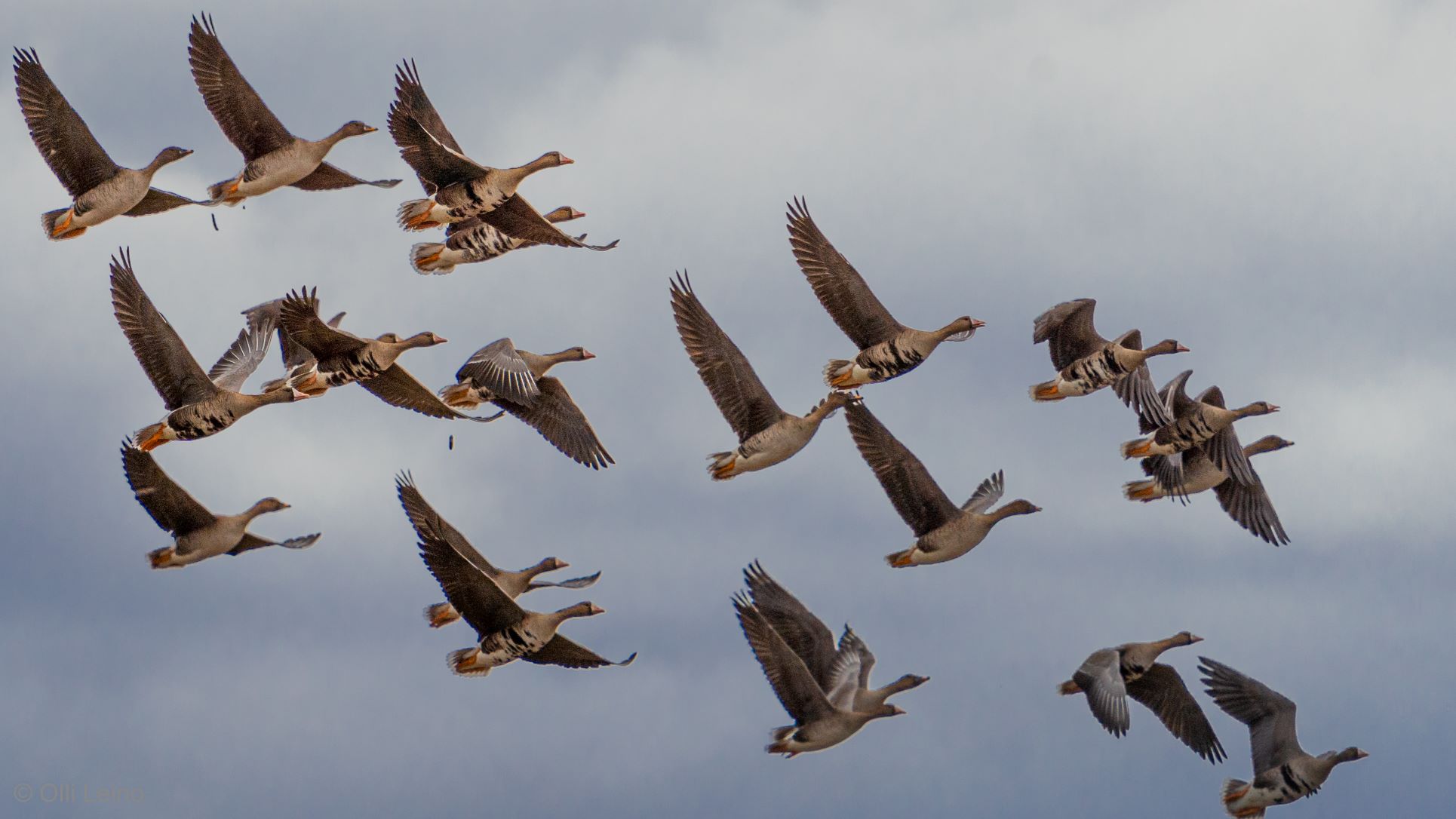 Eläinten hyvinvointi - miten meni 2025, mitä tulossa 2026? kuvassa metsähanhia