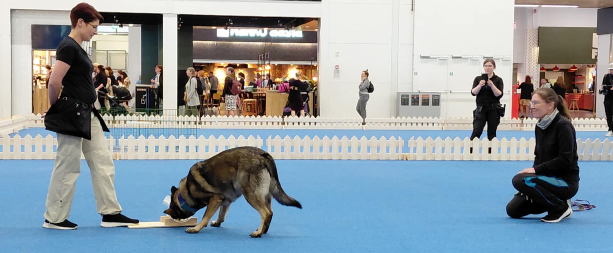 koiran kognitioilla on tutkitusti yhteyksiä arkielämän käyttäytymiseen; kuvassa koira smartdog-testissä