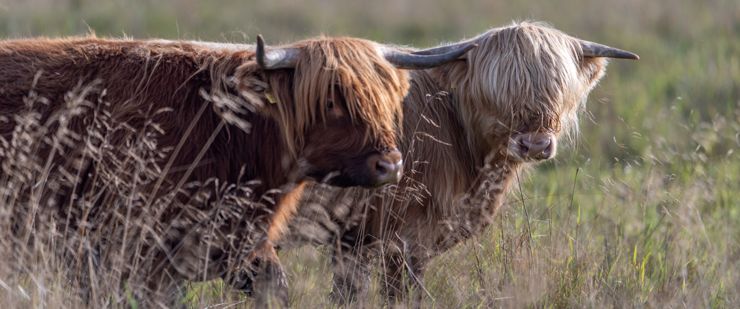 Hyvinvointimerkit tarjoavat kokonaisvaltaisen kuvan eläimen hyvinvoinnista; kuvassa nautoja  