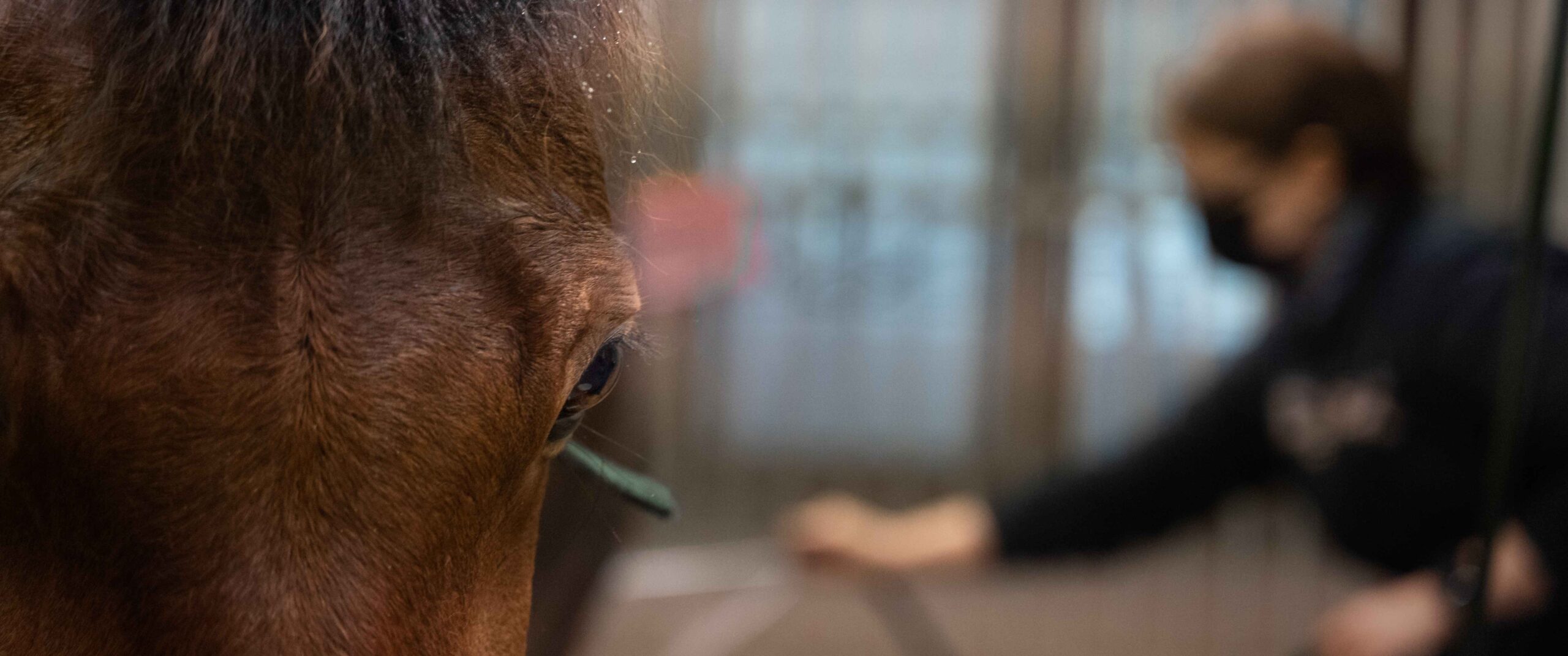 hevosten pään alueen varusteet ja suuvauriot keskustelussa; kuvassa hevonen