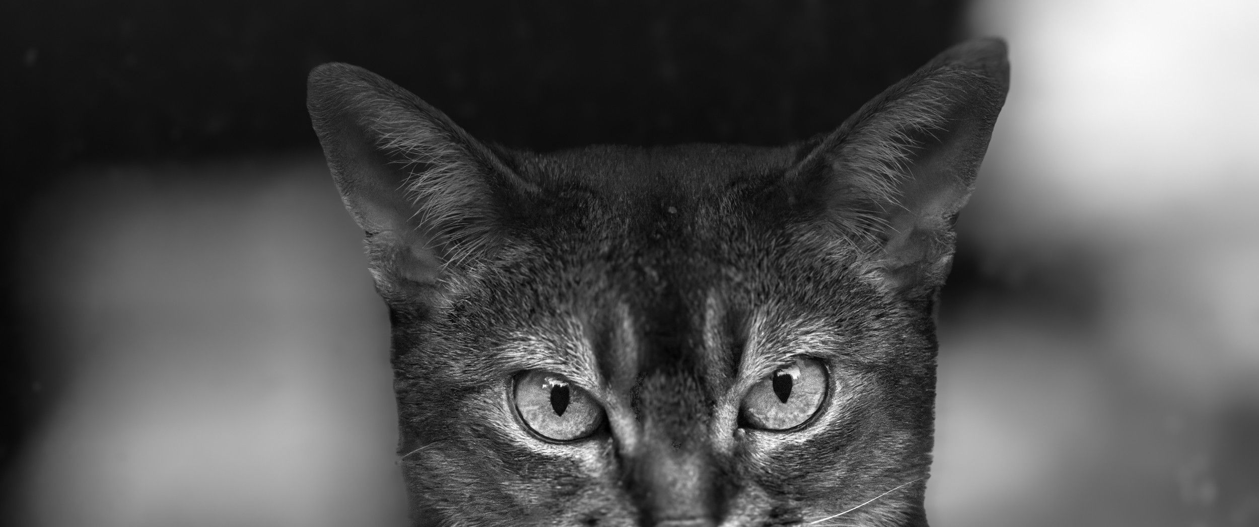 kissan ulkoilu on turvallisinta valvottuna; kuvassa kissa