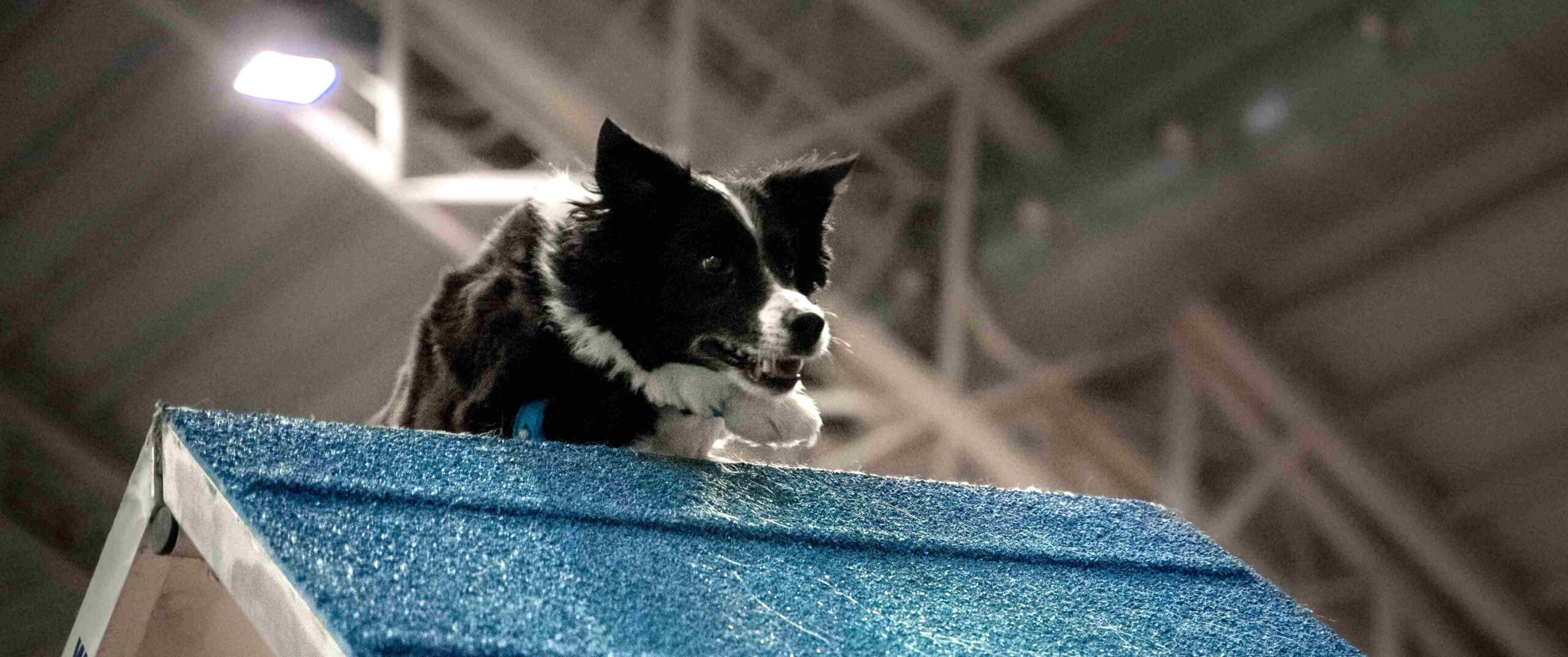 koiranjalostusasetuksen valmistelu etenee työryhmässä; kuvassa koira harrastaa agilityä