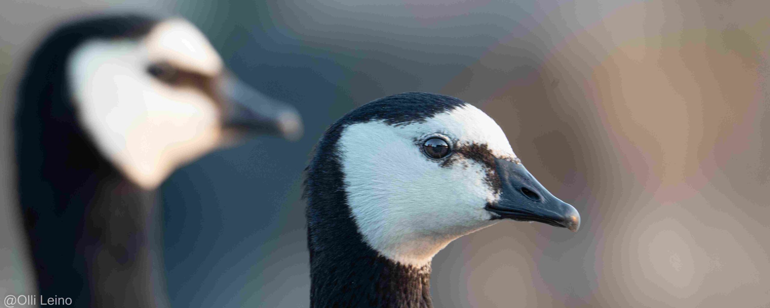 riskiviestintä on osa eläinten hyvinvoinnin riskinhallintaa; kuvassa valkoposkihanhia