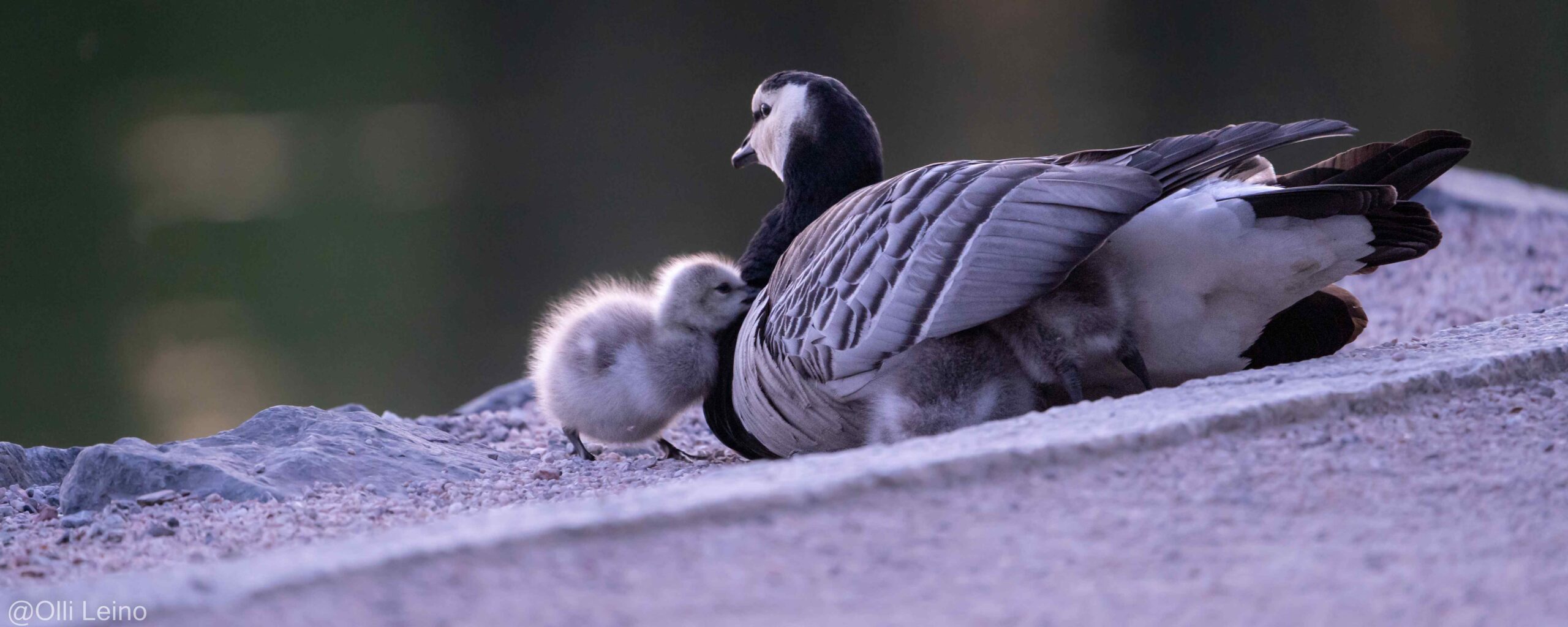 luontokuvaus voi vaikuttaa kuvattaviin; kunnioita eläinten pesimärauhaa! Kuvassa valkoposkihanhia