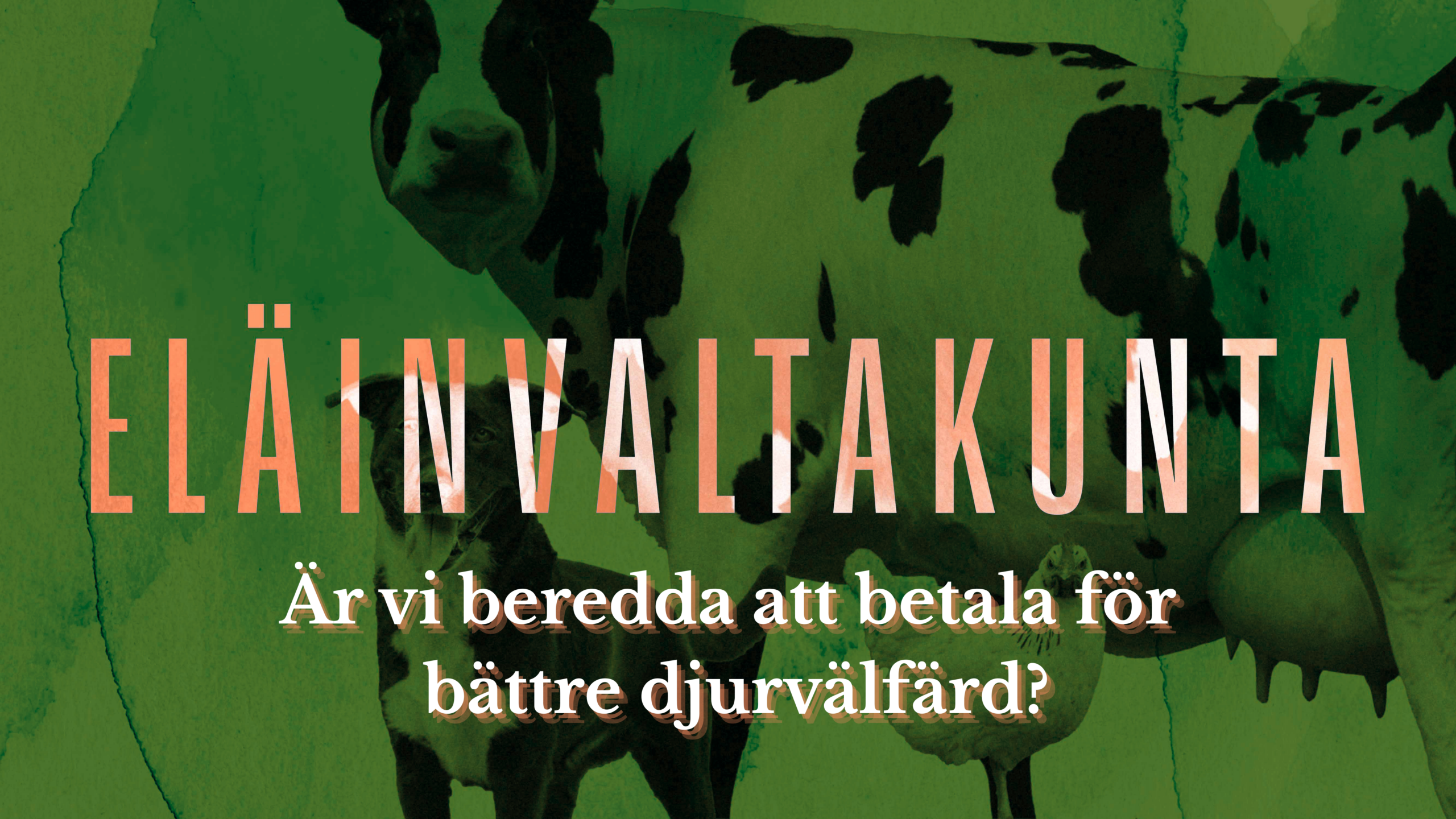 Är vi beredda att betala för bättre djurvälfärd? Illustrationsbild