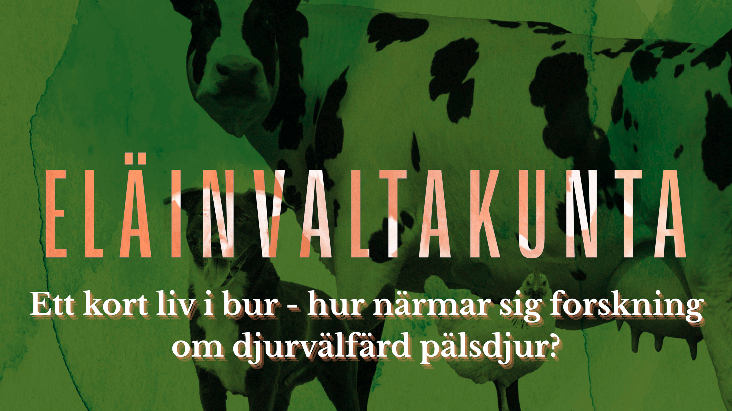 Hur närmar sig forskning om djurvälfärd pälsdjur? Illustrationsbild